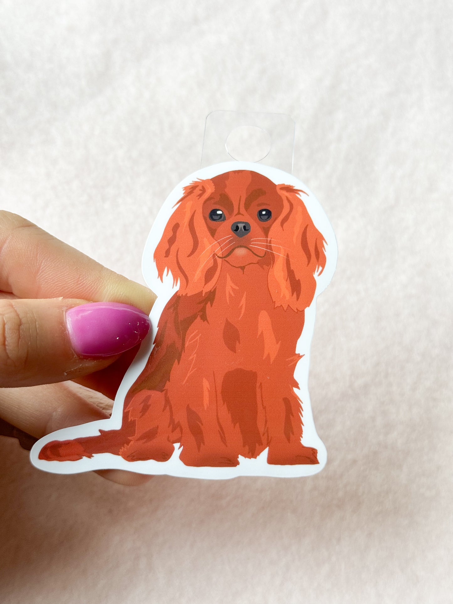 Cavalier King Charles Spaniel (ruby) Sticker