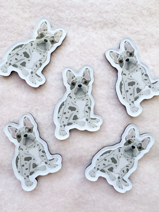 Frenchie (blue merle) Magnet