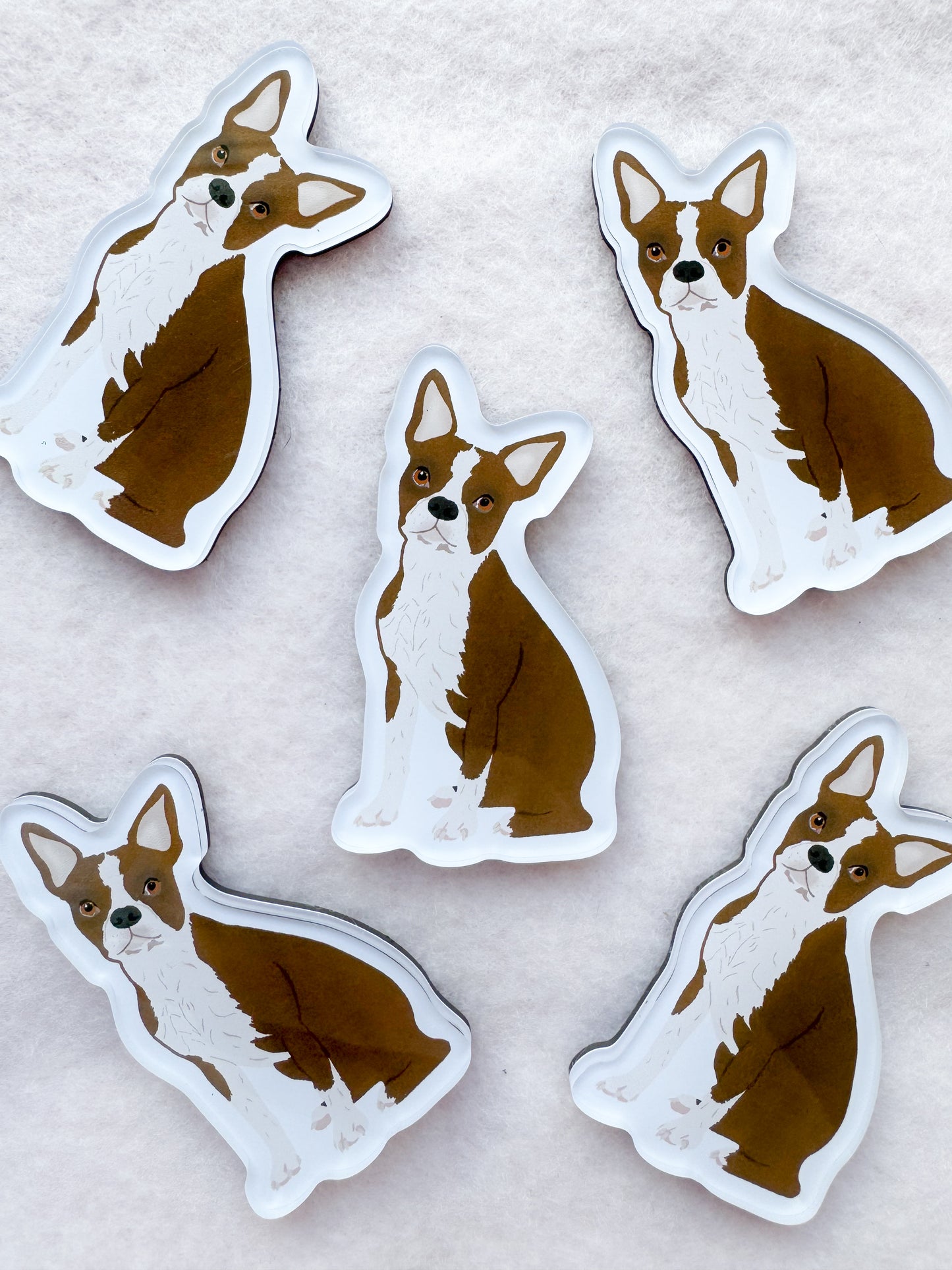 Boston Terrier (brown & white) Magnet