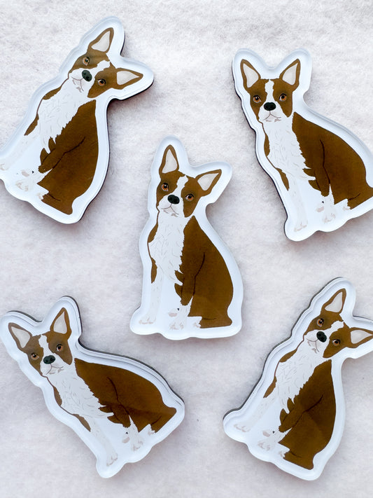 Boston Terrier (brown & white) Magnet