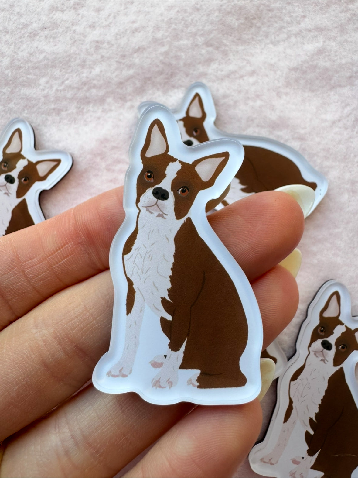 Boston Terrier (brown & white) Magnet