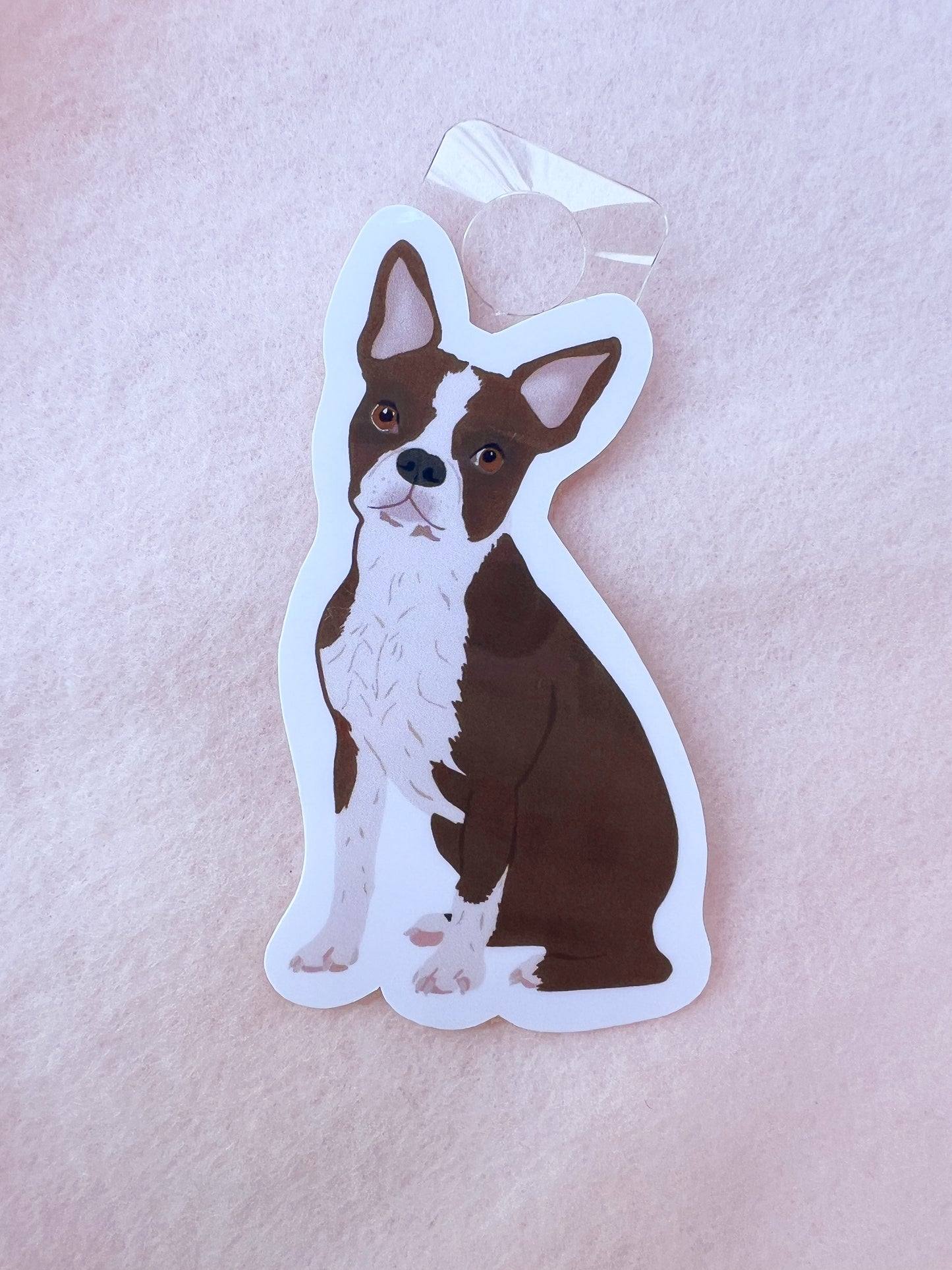 Boston Terrier (brown & white) Sticker