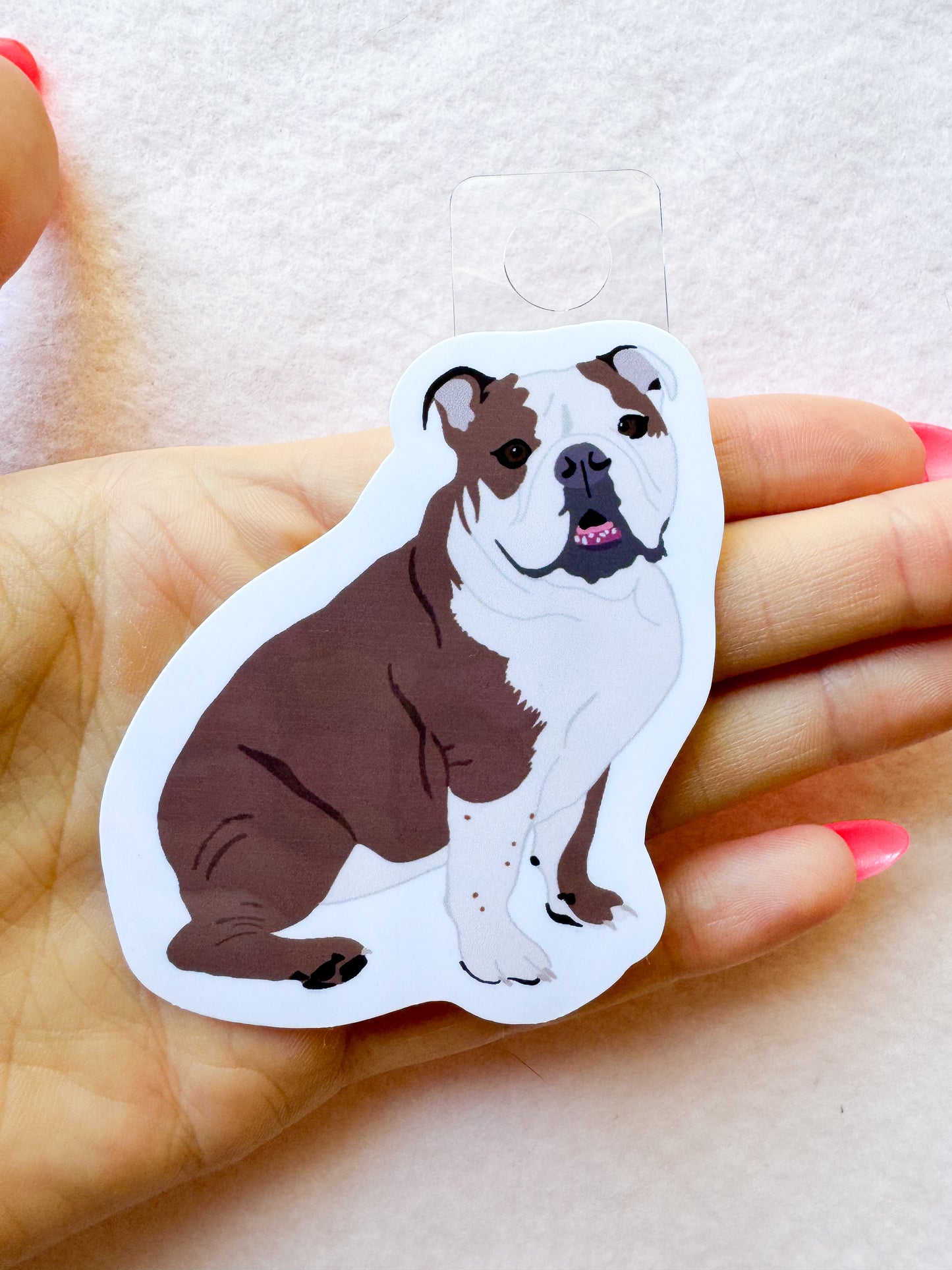 English Bulldog (brown & white) Sticker