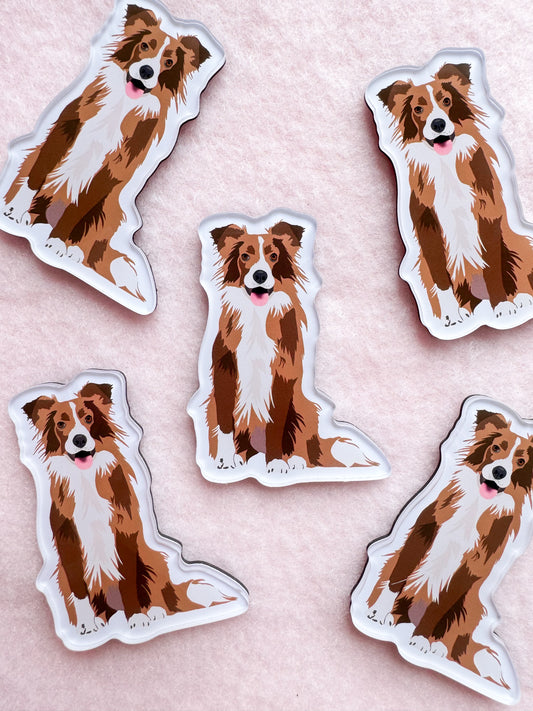 Border Collie (brown tri-color) Magnet