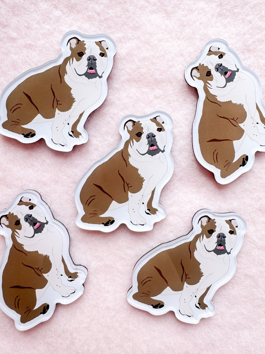 English Bulldog (brown & white) Magnet