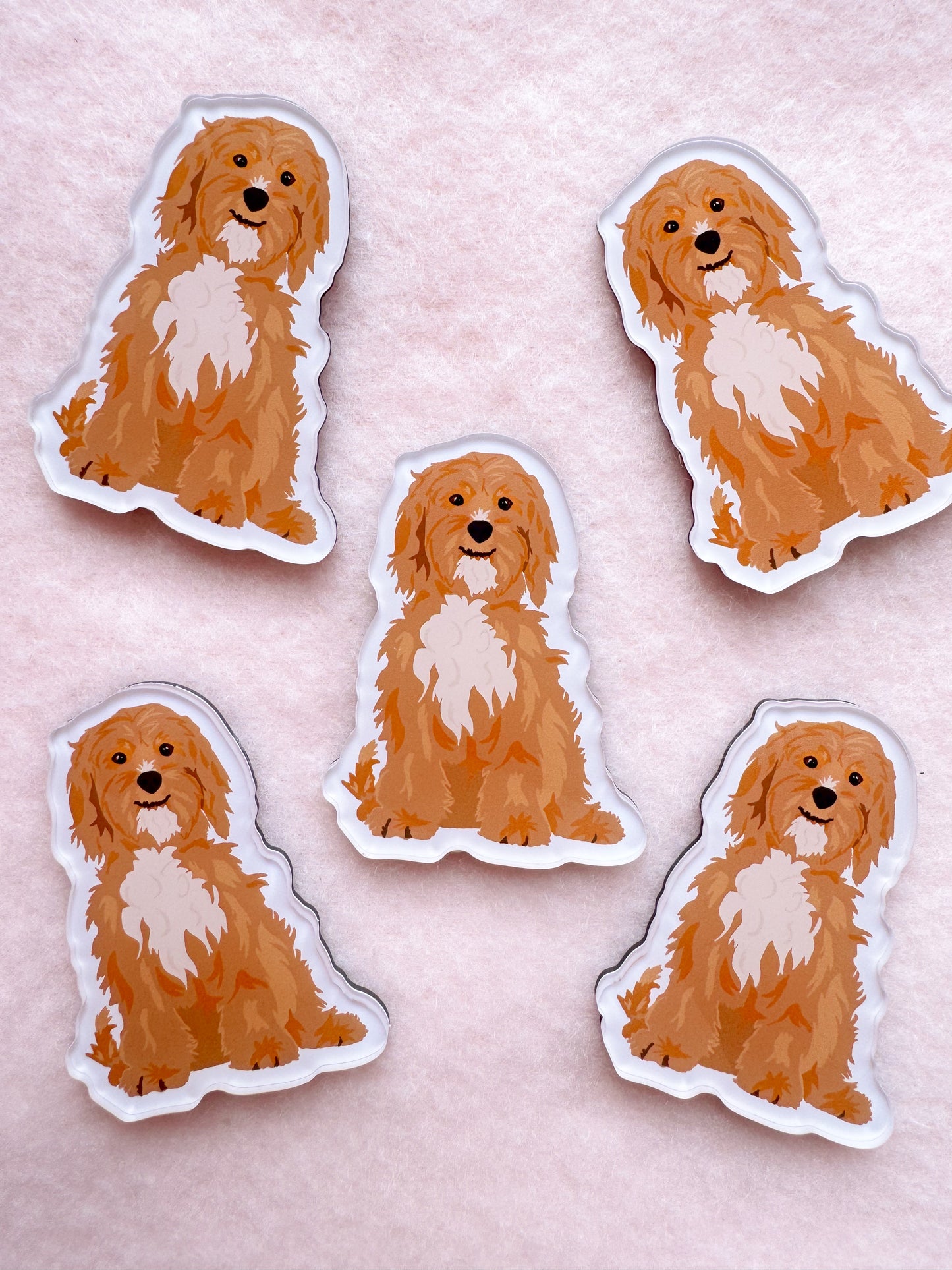Cavapoo, Shipoo Magnet