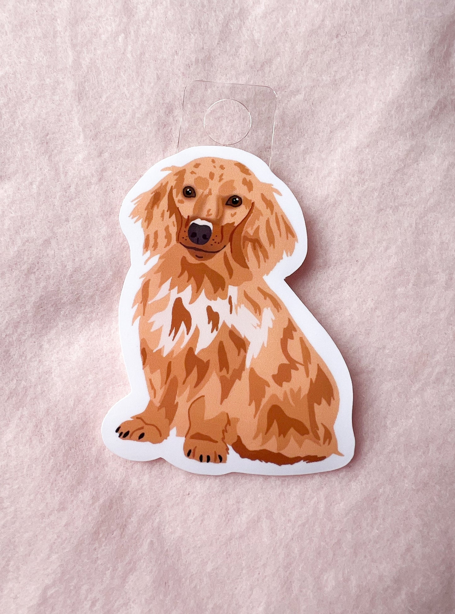 Dachshund (long hair blonde) Sticker