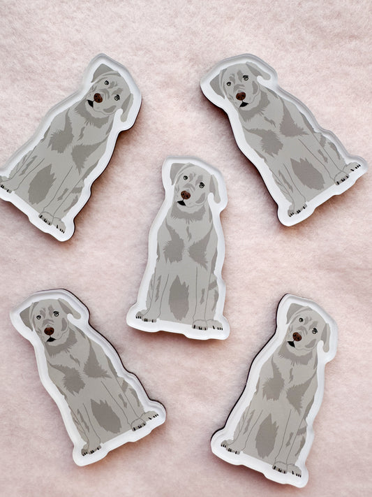 Labrador Retriever (silver lab), Blue Lacy Magnet