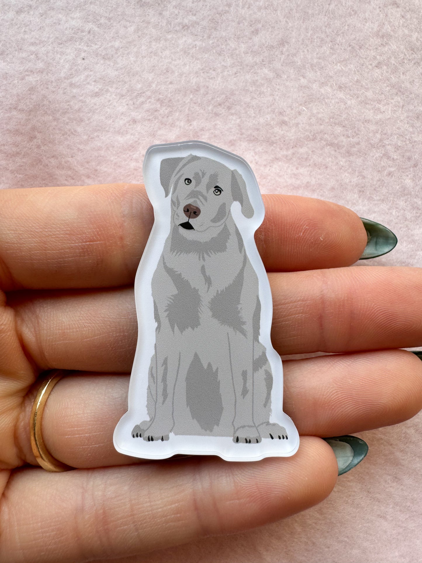 Labrador Retriever (silver lab), Blue Lacy Magnet