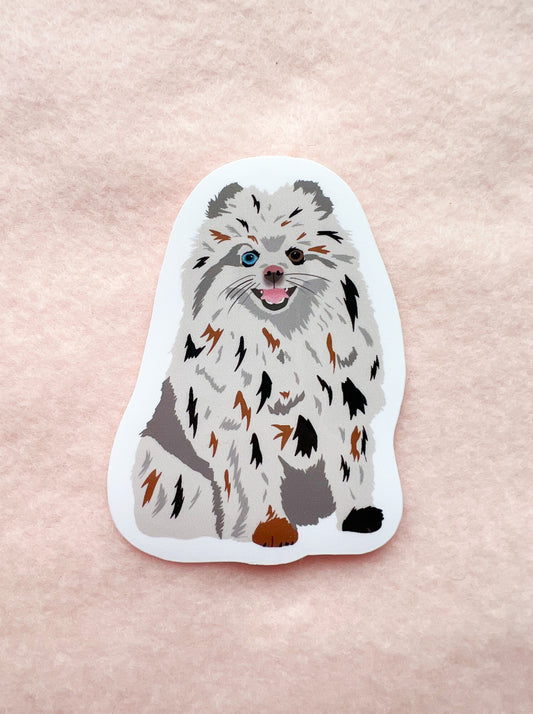 Pomeranian (merle) Sticker