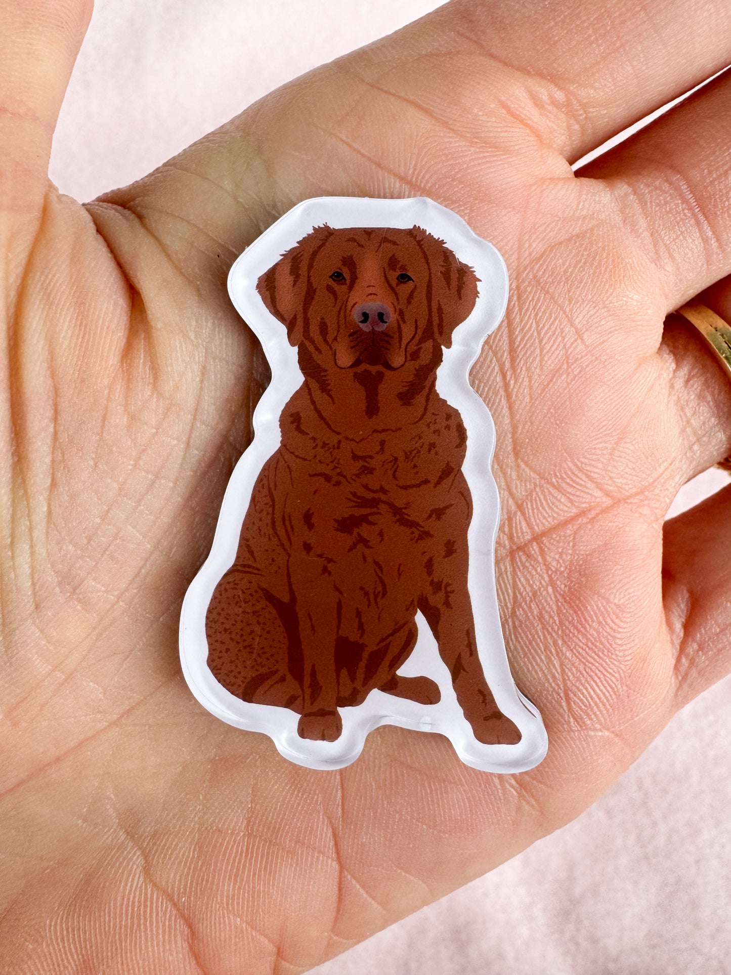 Chesapeake Bay Retriever Magnet